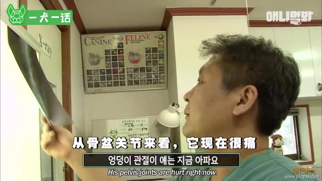 越了解狗狗，越觉得自己配不上它们-15.jpeg