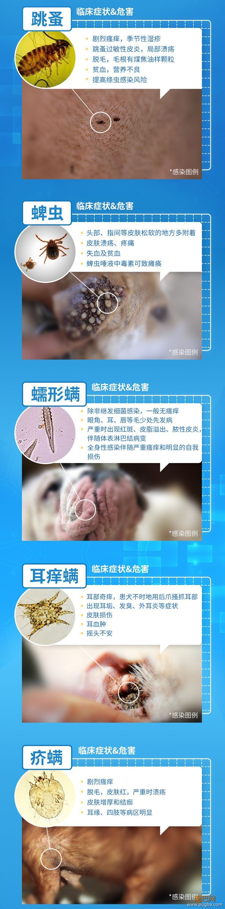 养狗长期不驱虫，究竟有多可怕？-4.jpeg