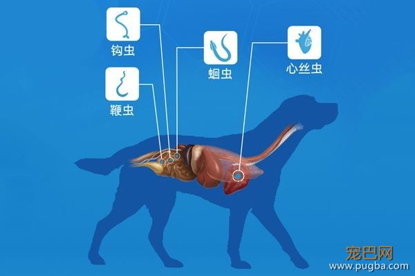 养狗长期不驱虫，究竟有多可怕？-5.jpeg