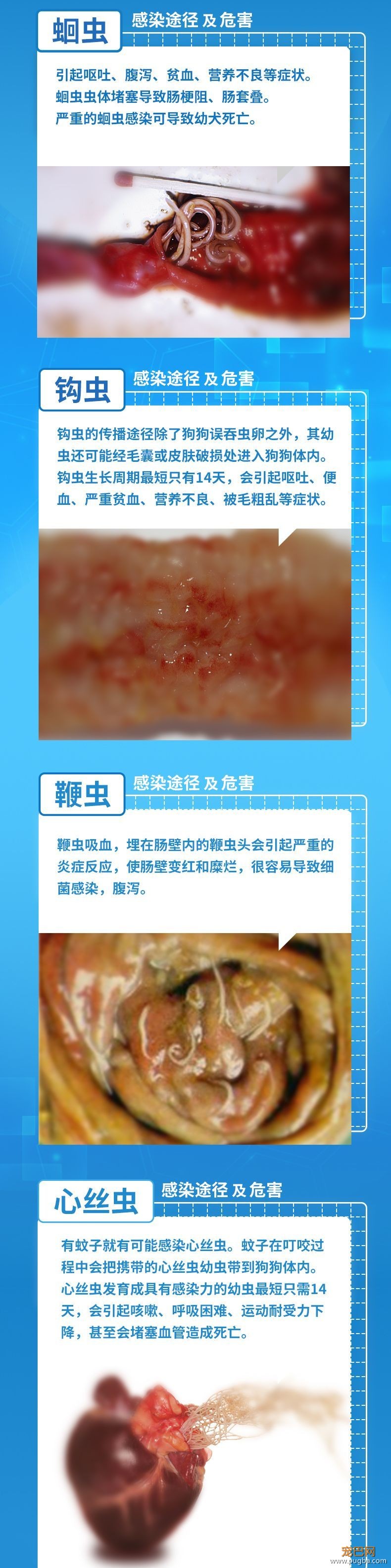 养狗长期不驱虫，究竟有多可怕？-6.jpeg