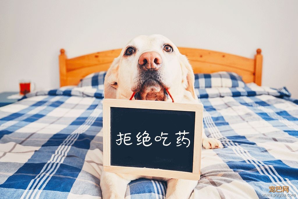 养狗长期不驱虫，究竟有多可怕？-2.jpeg