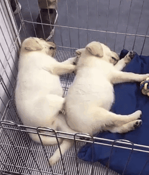 有些狗的二，是从小就打好基础的！-1.gif