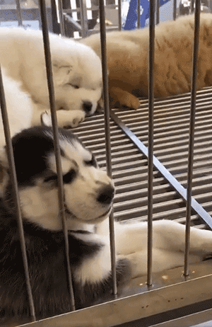 有些狗的二，是从小就打好基础的！-3.gif