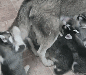 有些狗的二，是从小就打好基础的！-4.gif