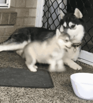 有些狗的二，是从小就打好基础的！-5.gif