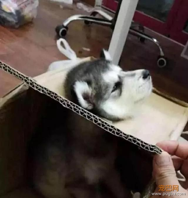有些狗的二，是从小就打好基础的！-8.jpg