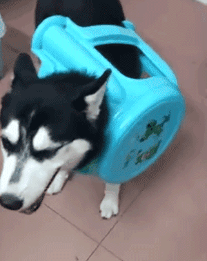 有些狗的二，是从小就打好基础的！-7.gif