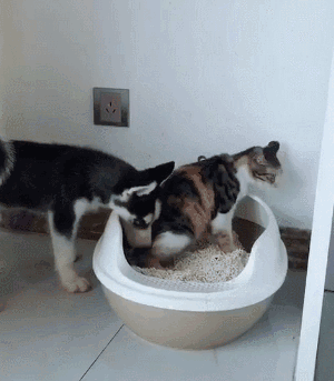 有些狗的二，是从小就打好基础的！-9.gif