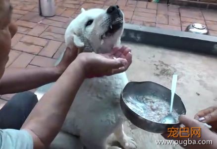 老友去世，狗狗绝食两月，可看到最后，为啥想笑？-4.jpeg