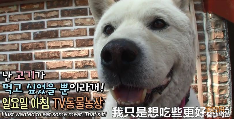 老友去世，狗狗绝食两月，可看到最后，为啥想笑？-11.jpeg