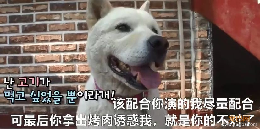 老友去世，狗狗绝食两月，可看到最后，为啥想笑？-10.jpeg
