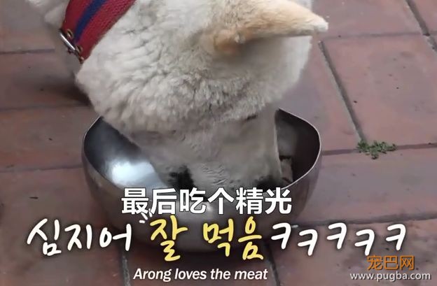 老友去世，狗狗绝食两月，可看到最后，为啥想笑？-9.jpeg