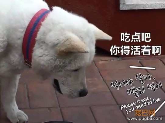 老友去世，狗狗绝食两月，可看到最后，为啥想笑？-7.jpeg