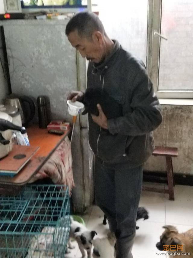 相依为命狗狗被人毒死，孤寡老人一句话让所有人泪目！-3.jpeg