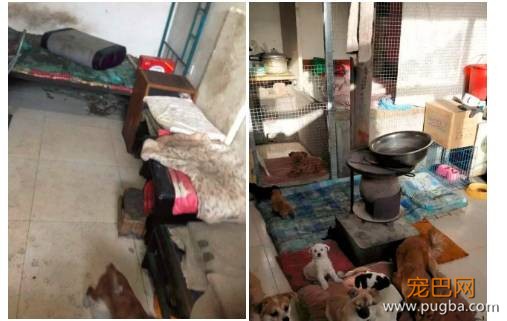 相依为命狗狗被人毒死，孤寡老人一句话让所有人泪目！-9.jpeg