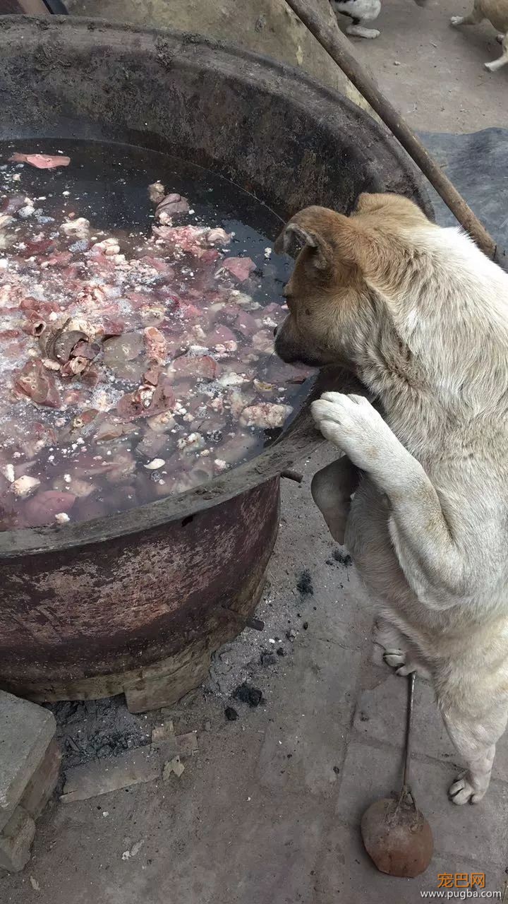 相依为命狗狗被人毒死，孤寡老人一句话让所有人泪目！-15.jpeg
