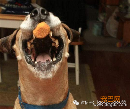 狗狗寿命排行榜，快来学学如何让狗狗更长寿！-5.png