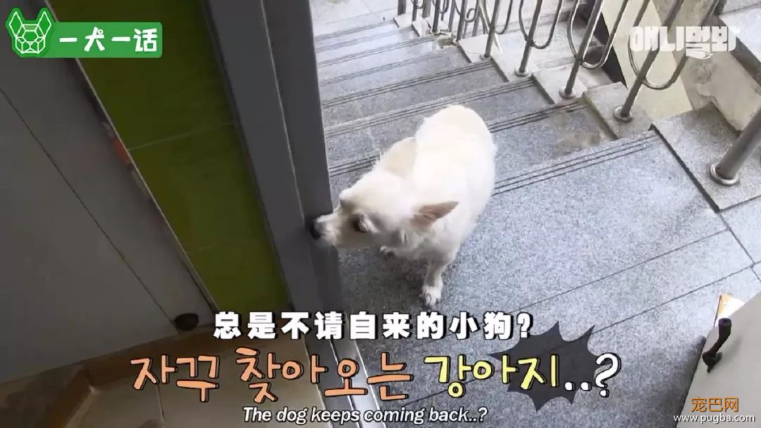 90岁老爷爷忘了每天见面的人，也没忘记他的狗-1.jpeg