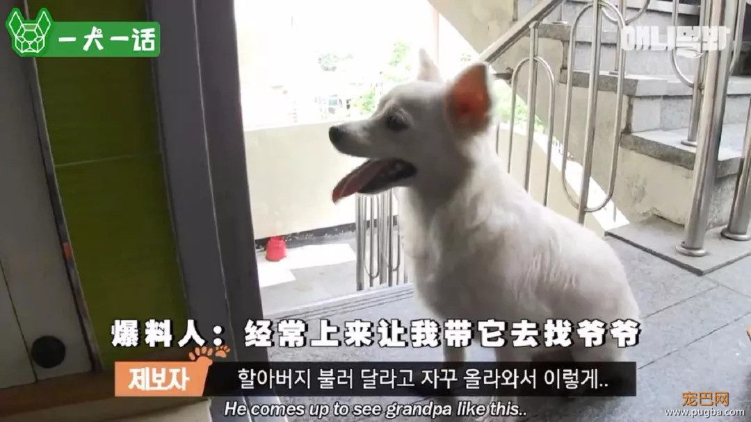 90岁老爷爷忘了每天见面的人，也没忘记他的狗-2.jpeg