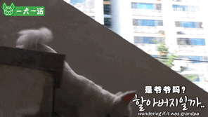 90岁老爷爷忘了每天见面的人，也没忘记他的狗-4.gif