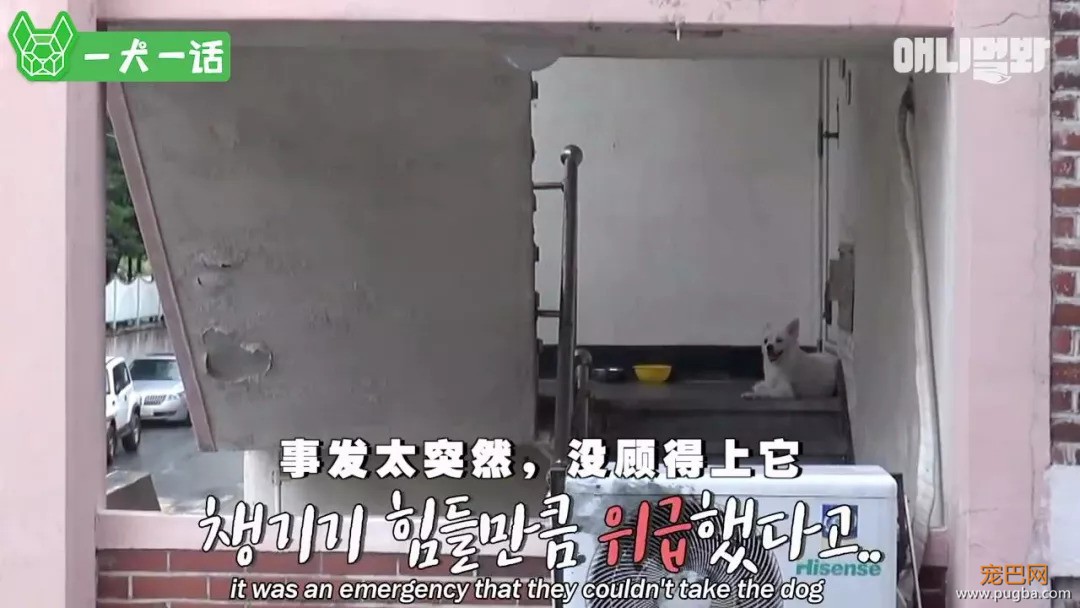 90岁老爷爷忘了每天见面的人，也没忘记他的狗-8.jpeg