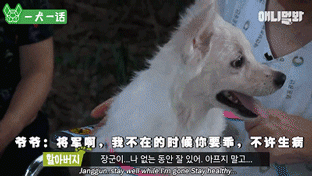 90岁老爷爷忘了每天见面的人，也没忘记他的狗-11.gif