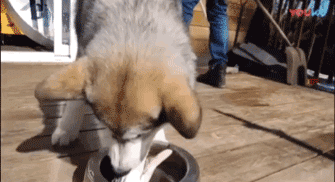 狗狗吃鱼，怎么咬都咬不起来，只好从奇怪的地方下口……-2.gif