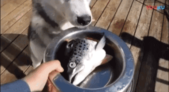 狗狗吃鱼，怎么咬都咬不起来，只好从奇怪的地方下口……-1.gif