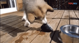狗狗吃鱼，怎么咬都咬不起来，只好从奇怪的地方下口……-4.gif