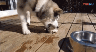 狗狗吃鱼，怎么咬都咬不起来，只好从奇怪的地方下口……-5.gif