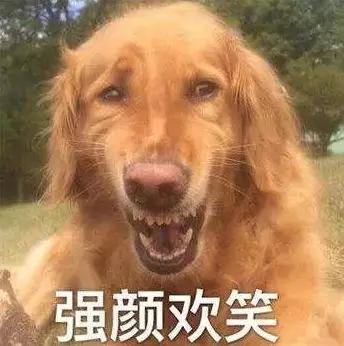 狗狗吃鱼，怎么咬都咬不起来，只好从奇怪的地方下口……-9.jpg