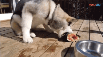 狗狗吃鱼，怎么咬都咬不起来，只好从奇怪的地方下口……-6.gif