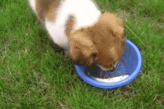 狗狗吃鱼，怎么咬都咬不起来，只好从奇怪的地方下口……-8.gif