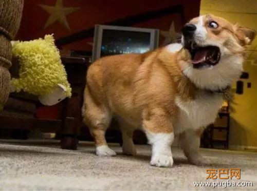 狗狗也会有心理疾病么？-6.jpeg