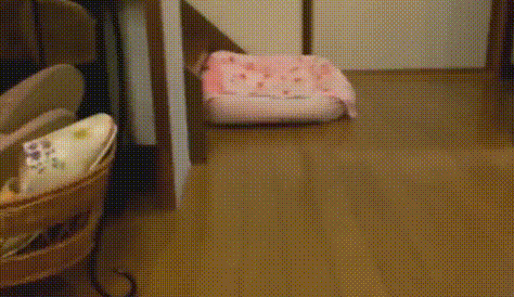 有一种痛苦，叫做狗狗死活都不肯回家！-2.gif