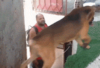 有一种痛苦，叫做狗狗死活都不肯回家！-5.gif
