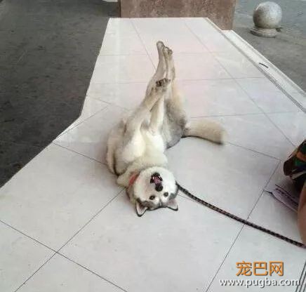 有一种痛苦，叫做狗狗死活都不肯回家！-8.jpeg