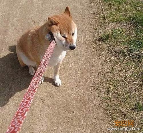 有一种痛苦，叫做狗狗死活都不肯回家！-7.jpeg