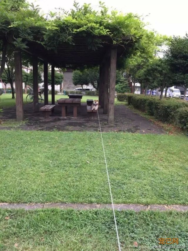 有一种痛苦，叫做狗狗死活都不肯回家！-10.jpeg