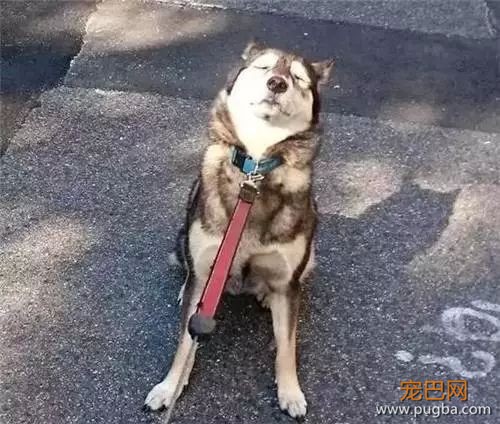 有一种痛苦，叫做狗狗死活都不肯回家！-11.jpeg