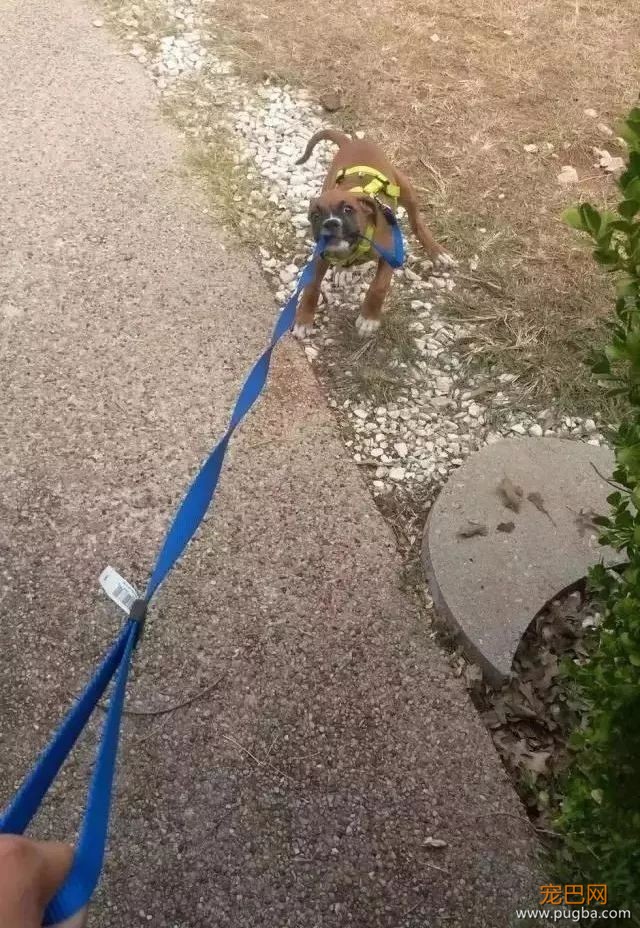 有一种痛苦，叫做狗狗死活都不肯回家！-12.jpeg