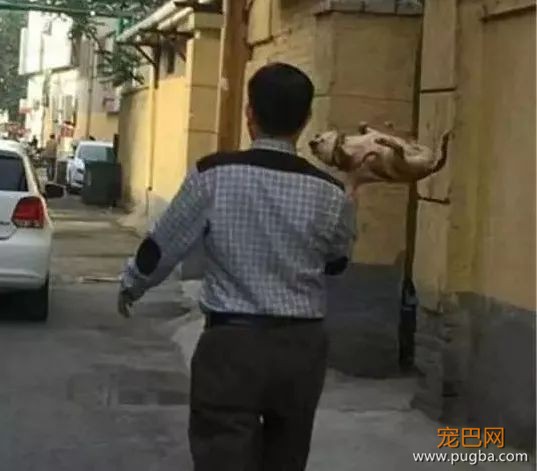 有一种痛苦，叫做狗狗死活都不肯回家！-14.jpeg