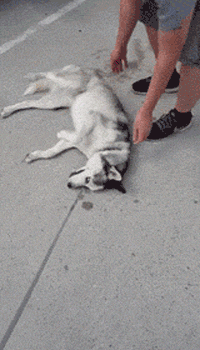 有一种痛苦，叫做狗狗死活都不肯回家！-17.gif
