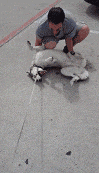 有一种痛苦，叫做狗狗死活都不肯回家！-18.gif