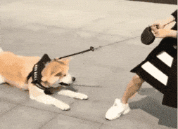有一种痛苦，叫做狗狗死活都不肯回家！-20.gif