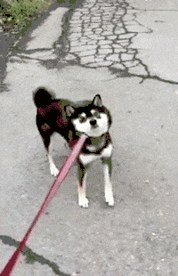 有一种痛苦，叫做狗狗死活都不肯回家！-22.gif