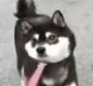 有一种痛苦，叫做狗狗死活都不肯回家！-23.png
