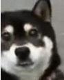 有一种痛苦，叫做狗狗死活都不肯回家！-24.png