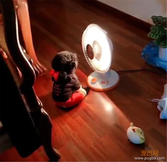 泰迪坐在小太阳前面取暖，主人过来就转头：舒服，你要不要烤一下-3.jpeg