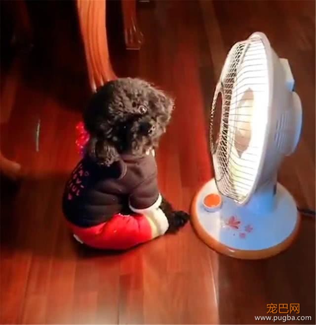 泰迪坐在小太阳前面取暖，主人过来就转头：舒服，你要不要烤一下-5.jpeg